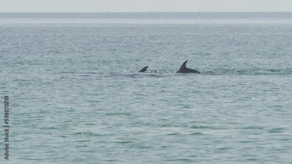 Cluster Of Dolfins, East Coast, Oman Cluster Of Dolfins, East Coast, Oman