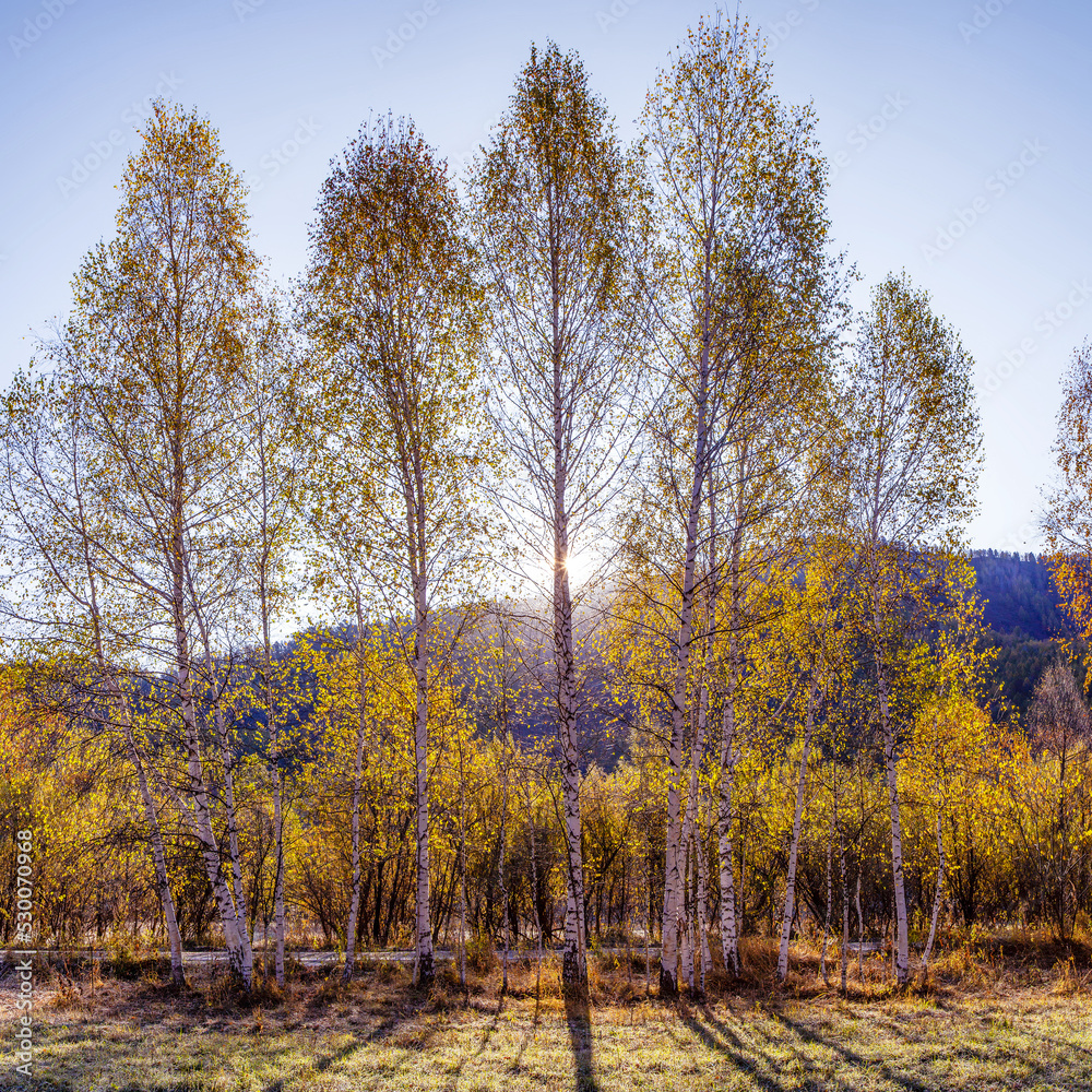 Autumn morning. The sun shines through the trees. Backlight, blue sky. Autumn morning. The sun shines through the trees. Backlight, blue sky.