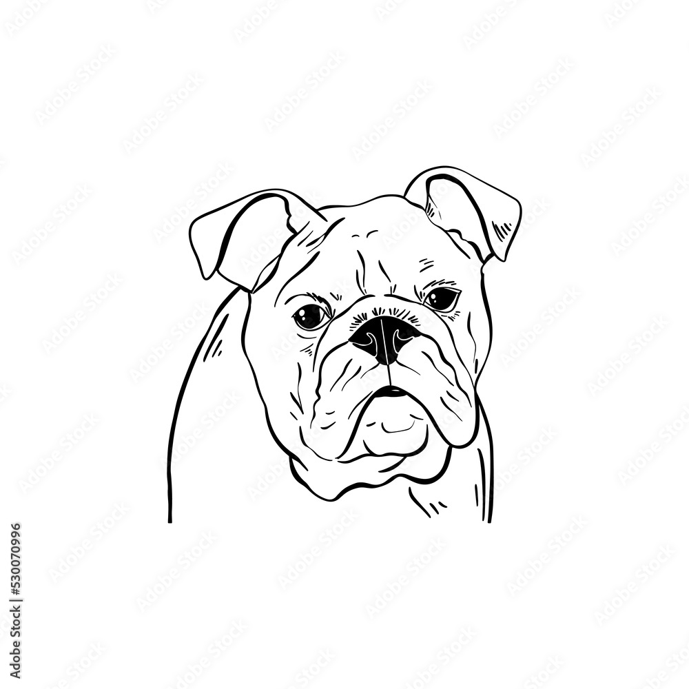 Bulldog outline portrait illustration. Home pet.
