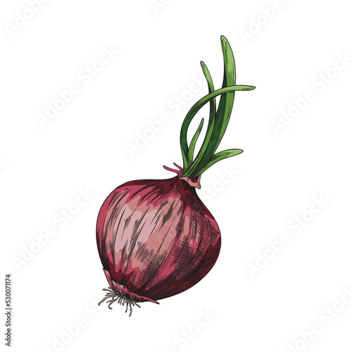 Hand drawn red onion with green sprouts, sketch vector illustration isolated on white background.
