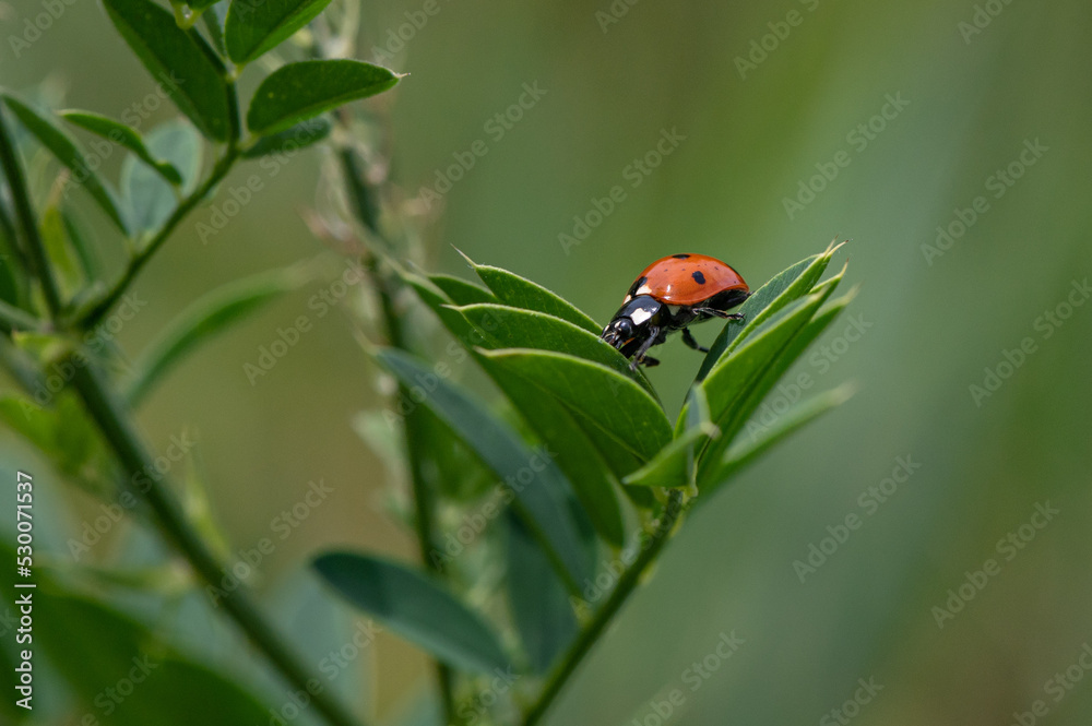 Coccinella septempunctata - Seven-spot Ladybird - Coccinelle à 7 points Coccinella septempunctata - Seven-spot Ladybird - Coccinelle à 7 points