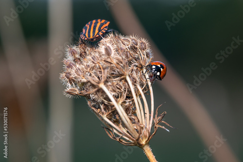 Coccinella septempunctata - Seven-spot Ladybird - Coccinelle à 7 points et Graphosoma italicum - Italian Striped-Bug - Punaise arlequin photo