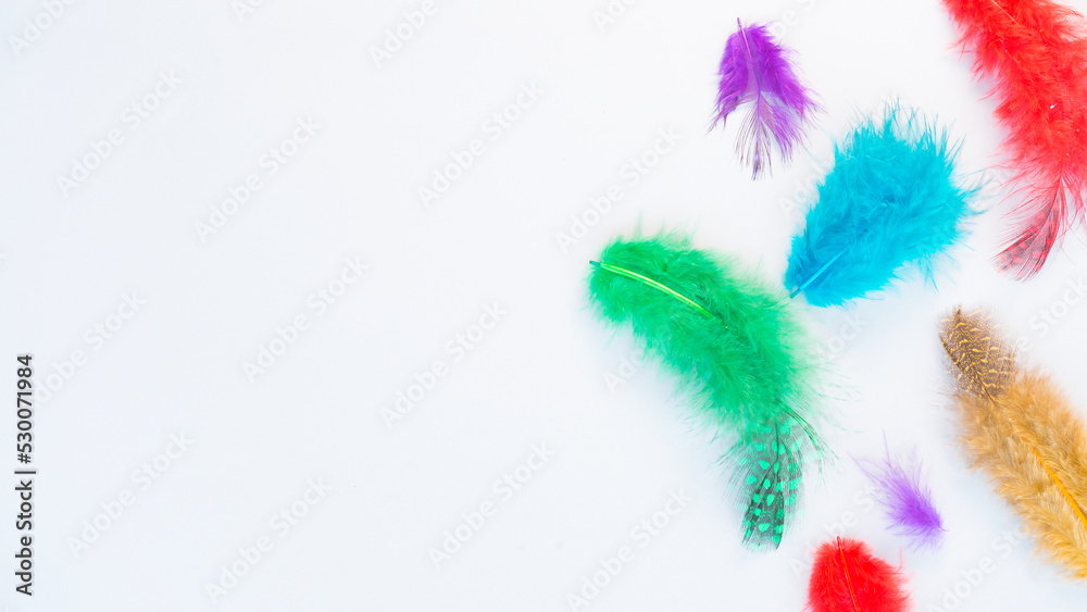 Fototapeta premium Multicolored feathers on a gray background