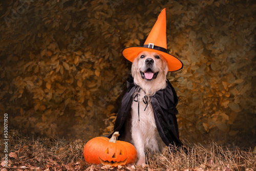 A dog dressed in a witch costume for Halloween. A golden retriever sits in an autumn park with orange pumpkins and a bucket of candy.
