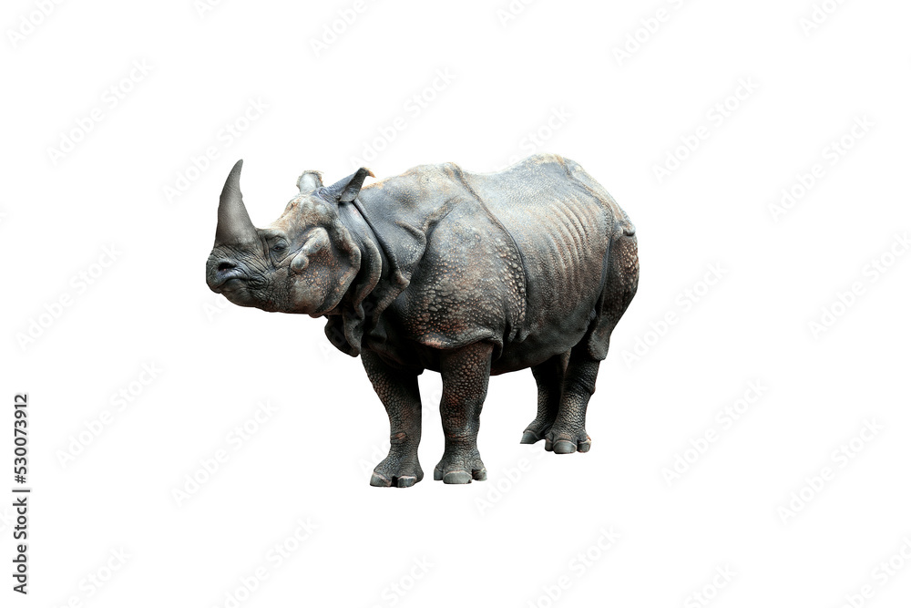 Fototapeta premium Rhinoceros isolated