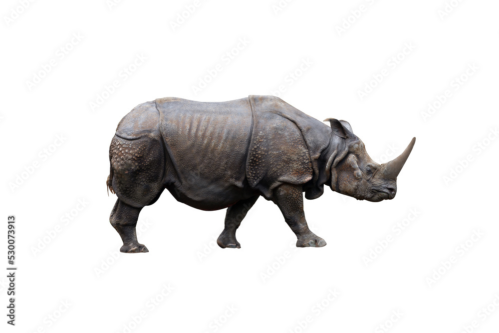Fototapeta premium Rhinoceros isolated