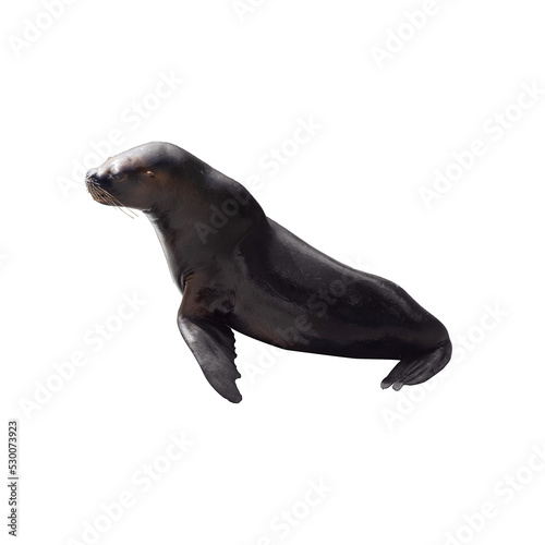 Sea Lion isolated