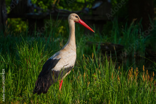 Storks are large, long-legged, long-necked wading birds with long, stout bills. photo