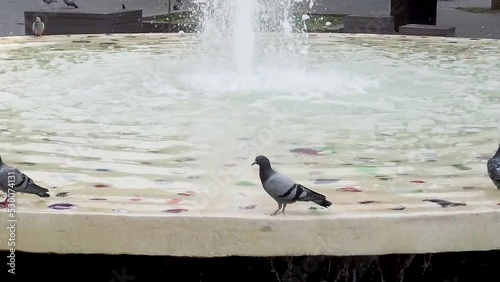 fountain with pigeons photo