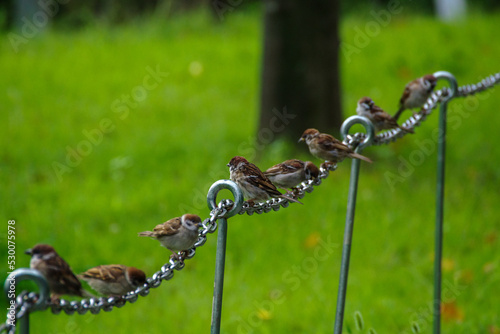チェインにスズメがとまる