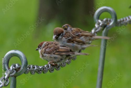 チェインにスズメがとまる