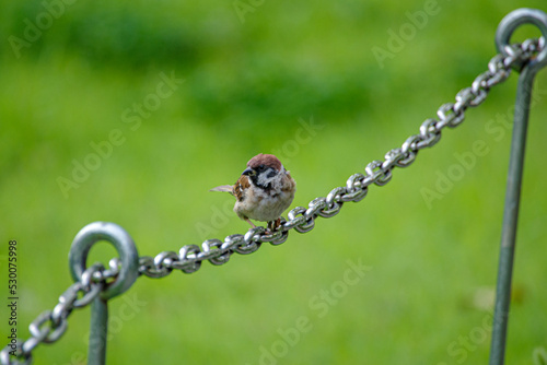 チェインにスズメがとまる