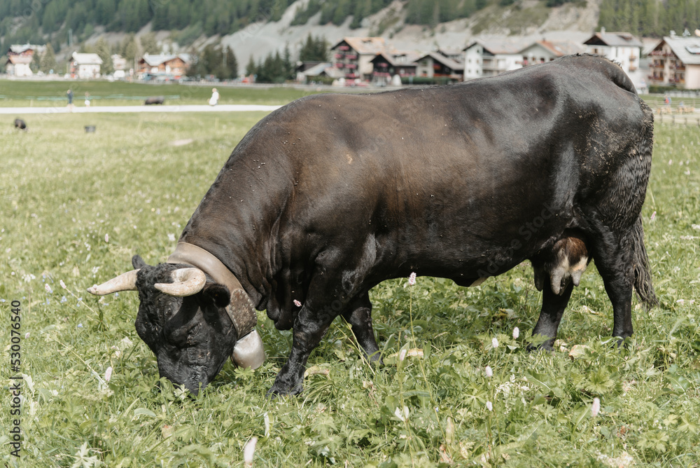 Mucca Mucca