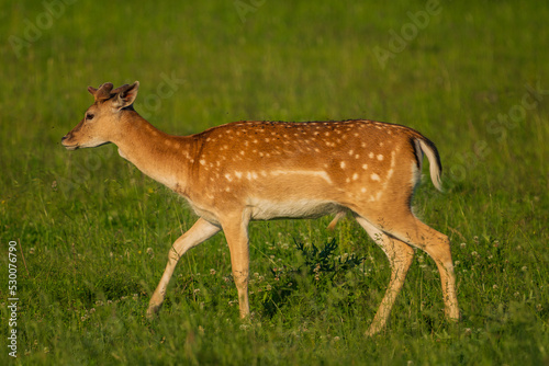 Dama is a genus of deer in the subfamily Cervinae, commonly referred to as fallow deer. photo