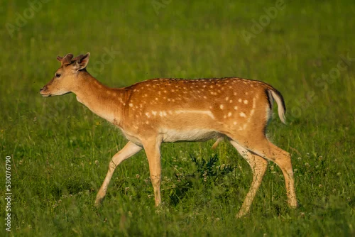 Obraz Dama is a genus of deer in the subfamily Cervinae, commonly referred to as fallow deer.