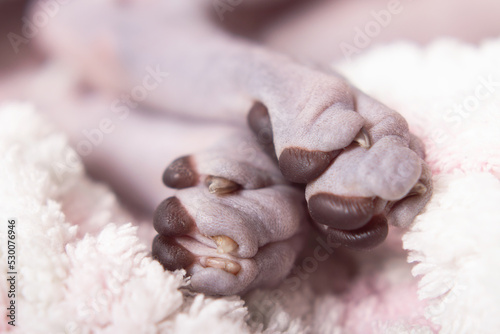 Paws of a bald cat close-up. The Don Sphinx