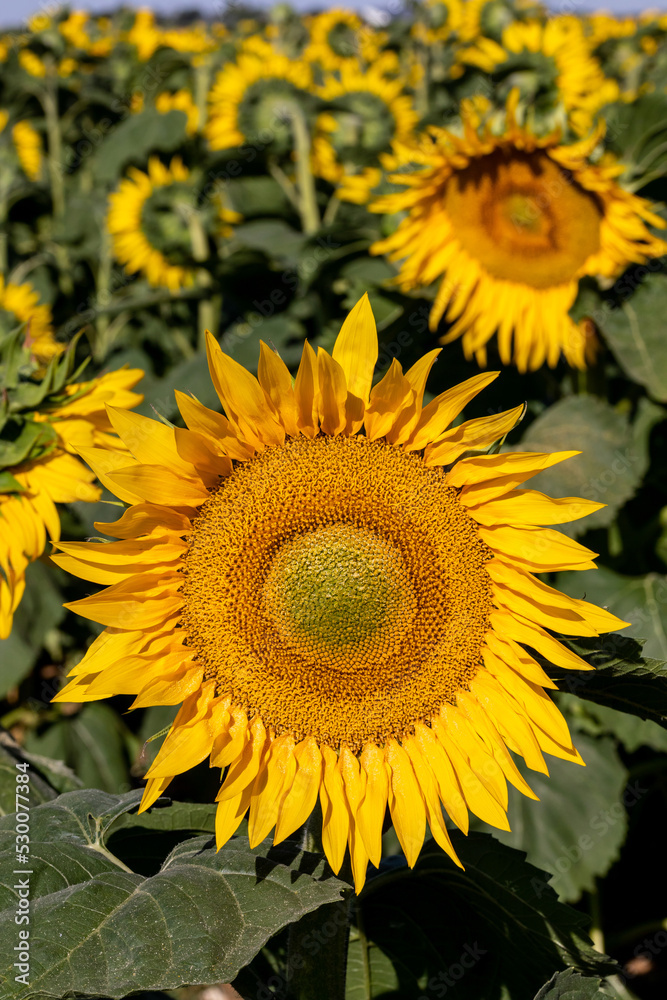 Agriculture et ressources alimentaires - gros plan sur des fleurs de tournesol dans un champ Agriculture et ressources alimentaires - gros plan sur des fleurs de tournesol dans un champ