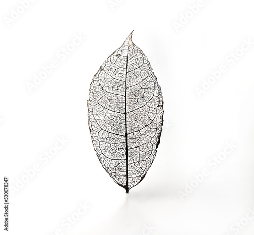 Skeleton leaf standing, isolated on white. A Naturally created skeletoned leaf (found in nature) isolated on white.
 photo