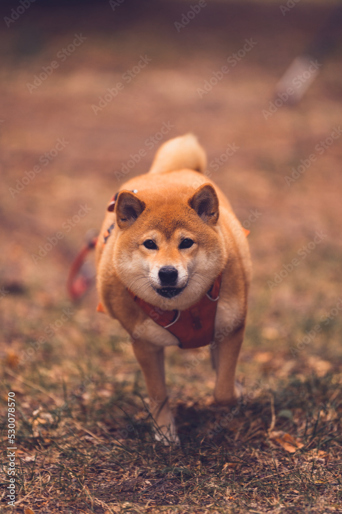 shiba, shiba inu, japanese, doge, dog, dogs, animal, running, pet, pets, purebred, breed, pedigreed, adorable, cute, pretty, fluffy, beautiful, domestic, looking, portrait, canine, friend, looking, do