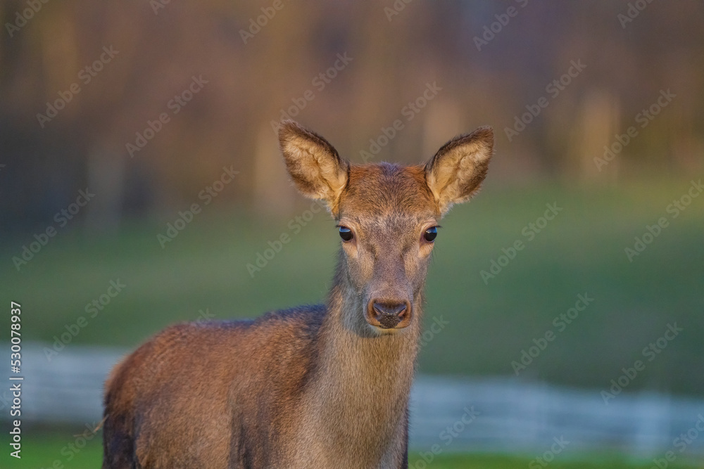 Deer or true deer are hoofed ruminant mammals forming the family Cervidae. Deer or true deer are hoofed ruminant mammals forming the family Cervidae.