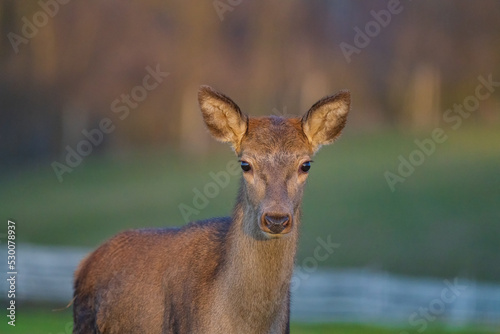 Fototapeta Naklejka Na Ścianę i Meble -  Deer or true deer are hoofed ruminant mammals forming the family Cervidae.
