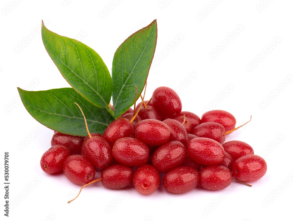 Obraz premium Elaeagnus multiflora isolated on white background. Cherry elaeagnus, cherry silverberry, goumi or gumi berry.