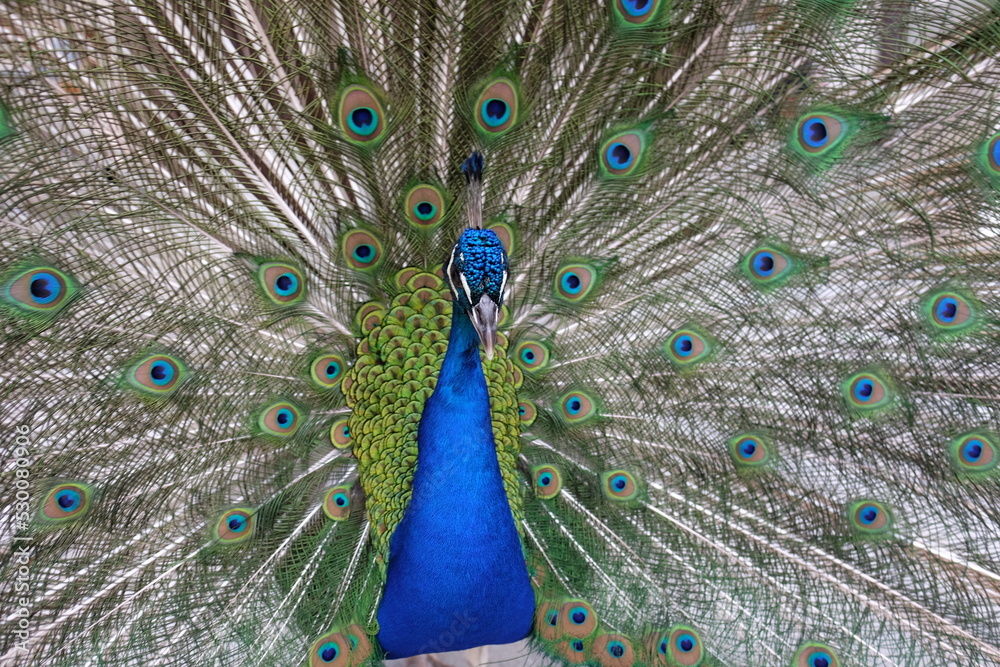 Naklejka premium Pavone