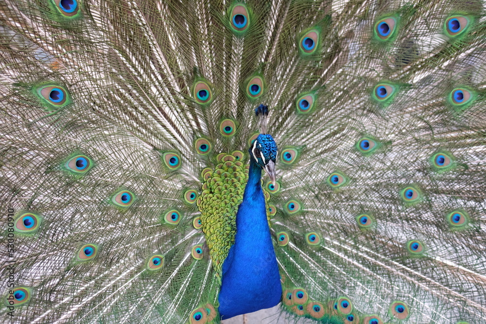 Obraz premium Pavone