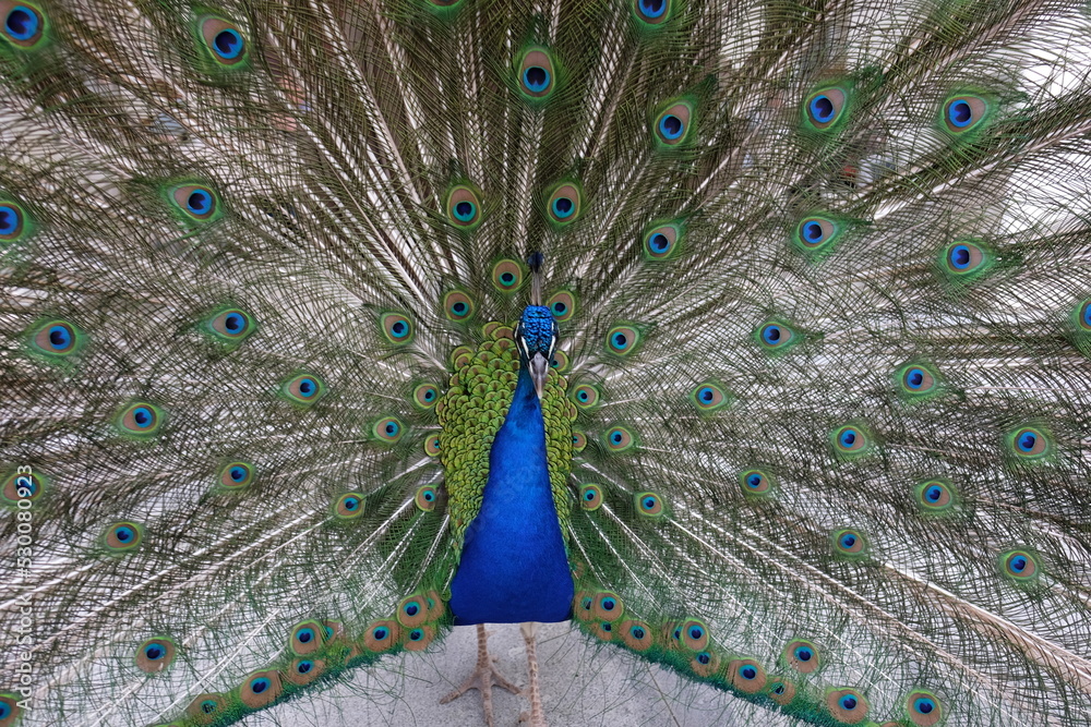 Obraz premium Pavone