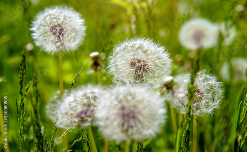 Fluffy dandelions in summer on green grass 