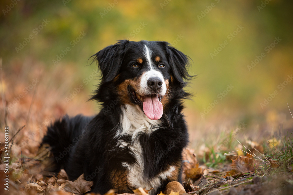 bernese mountain dog in fall nature