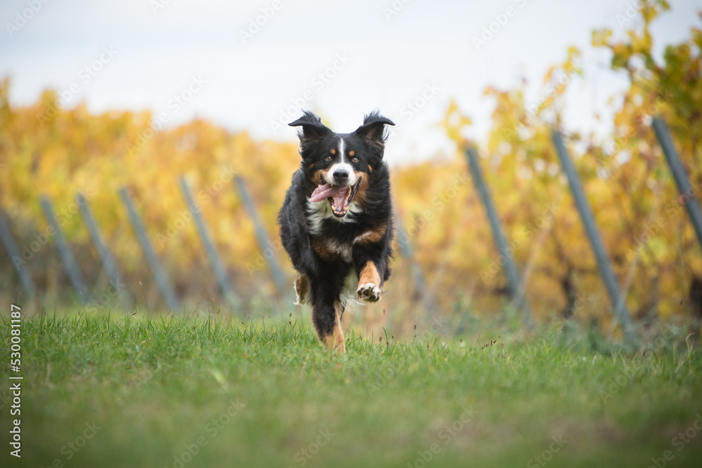 bernese mountain dog running in fall nature StockFoto Adobe Stock
