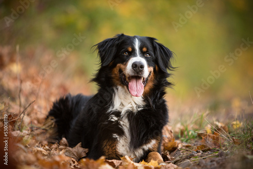 bernese mountain dog in fall nature