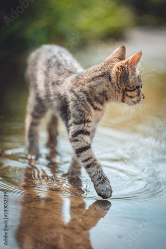Photography Portrait of a cute wild kitten walking in water