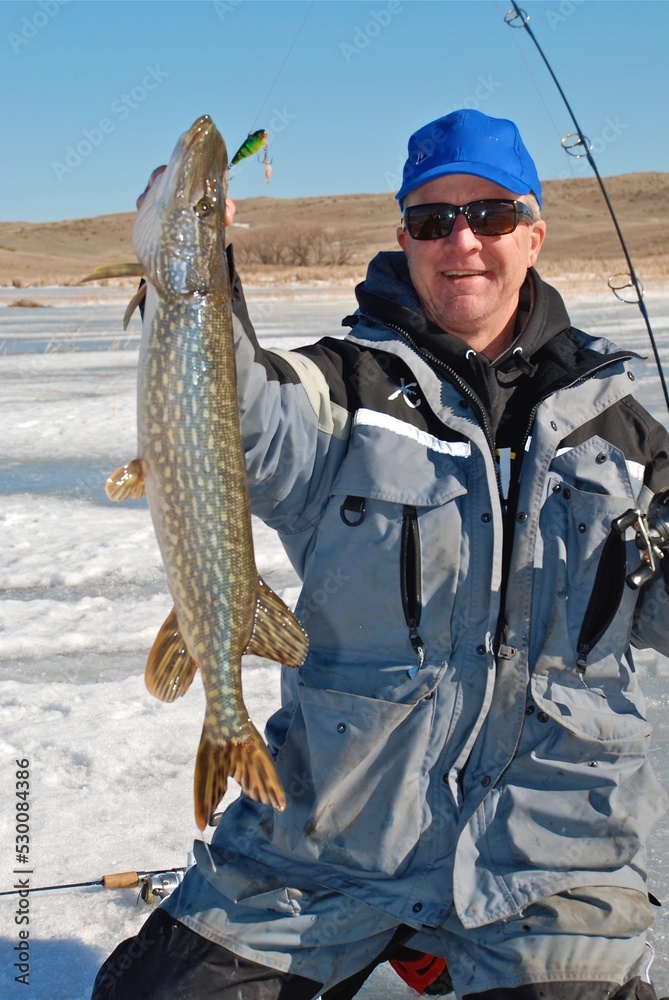 An ice angler landing a northern pike An ice angler landing a northern pike