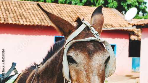 O forte cavalo e o olhar dele e com a força de um animal usado em fazendas  photo