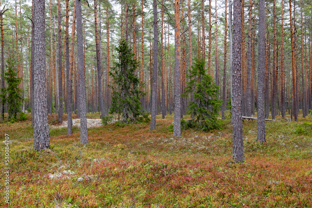 Pine tree forest landscape in autumn. Forest therapy and stress relief. Pine tree forest landscape in autumn. Forest therapy and stress relief.