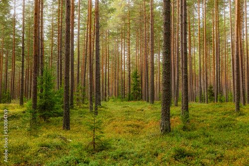 Pine tree forest landscape in autumn. Forest therapy and stress relief.