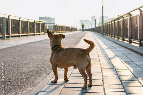 Back view on small cute brown dog who is standing on a street and looking ahead.