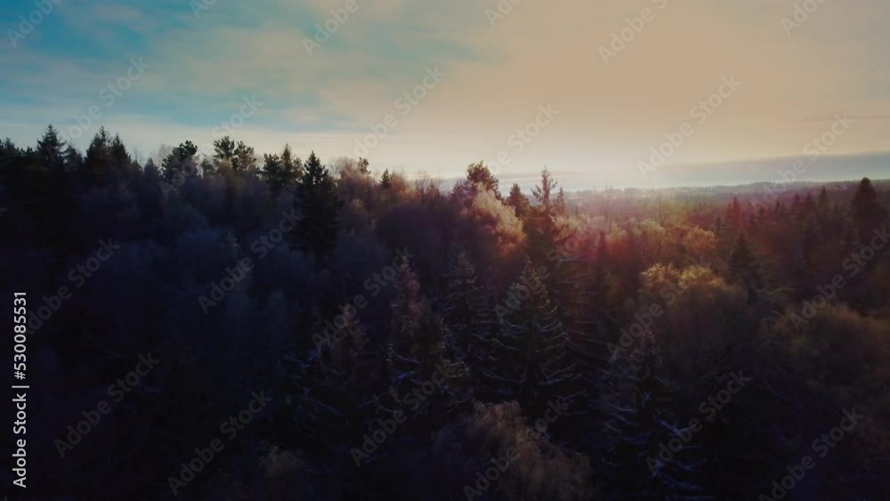 Drone flight over an endless boreal spruce forest in winter. Early and cold winter morning with a snowy forest. Drone flight over an endless boreal spruce forest in winter. Early and cold winter morning with a snowy forest.