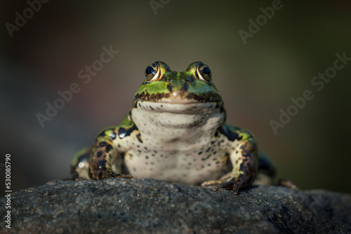 Front view of a green frog on a rock seen from low angle photo