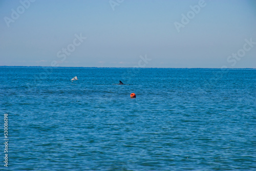 little dolphin on the black sea