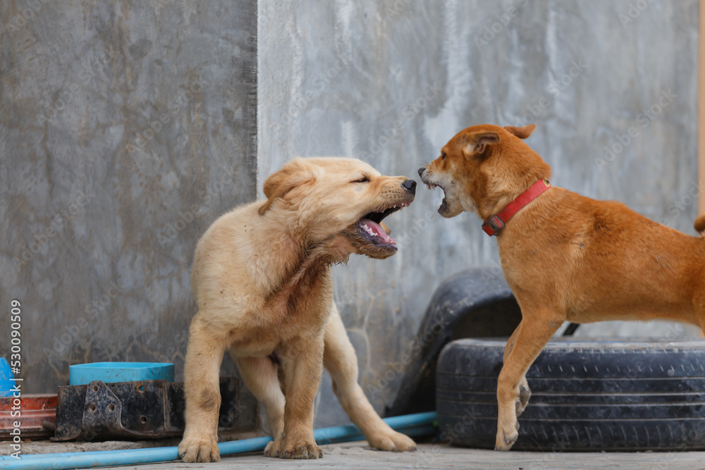 Fotografie Two little dog playing and fighting