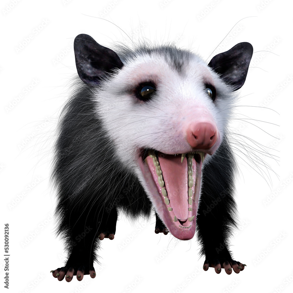 Fototapeta premium 3D Rendering Opossum Animal on White