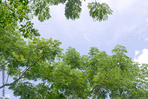 Tree branches and green leaves with bright blue sky background.