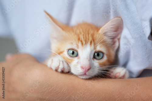 Cute ginger kitten is sitting on kid's hands and staring at camera. Domestic animals concept