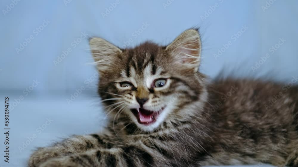 beautiful tabby cat. pet is resting in the room. Stay at home beautiful tabby cat. pet is resting in the room. Stay at home