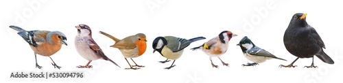 Collection of the most common European birds, in PNG, isolated with transparent background