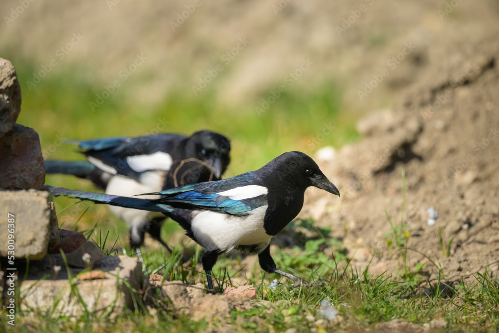A common magpie walking and searching for nesting material in the garden A common magpie walking and searching for nesting material in the garden