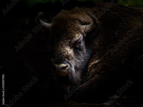 Stampa su tela European bison (Wisent) in the woods
